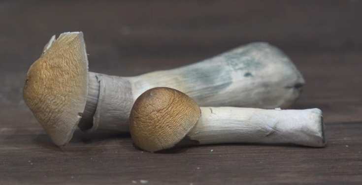 [Obrazek: image.png]