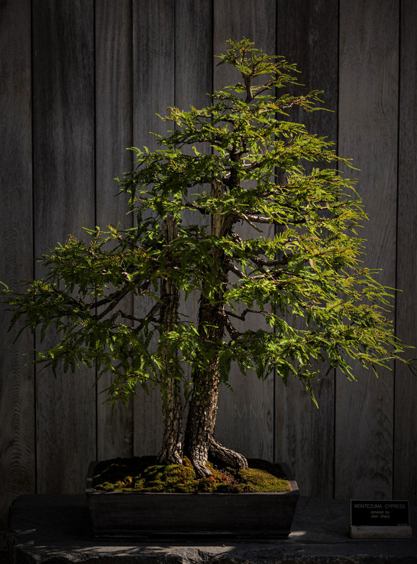 [Image: bonsai_18amm.jpg]