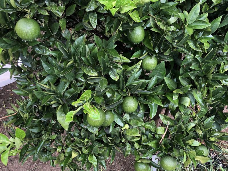 IMG 3882а апельсин