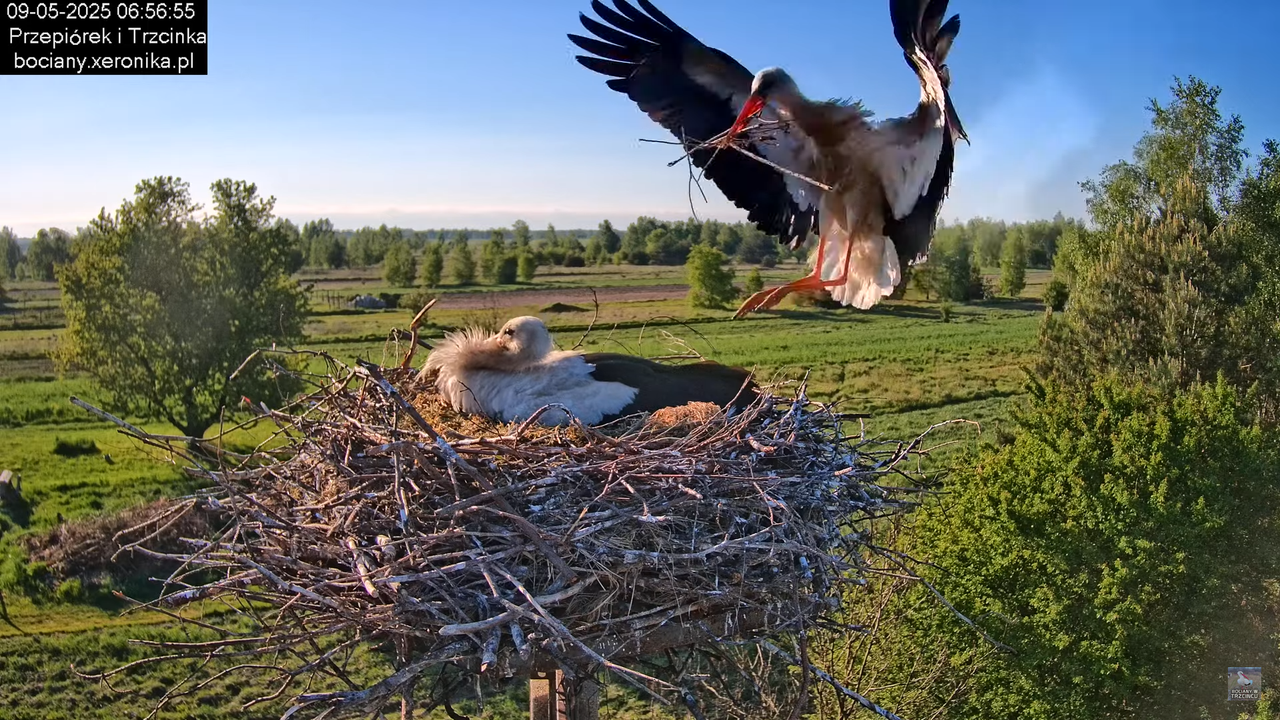 09052025bociany13
