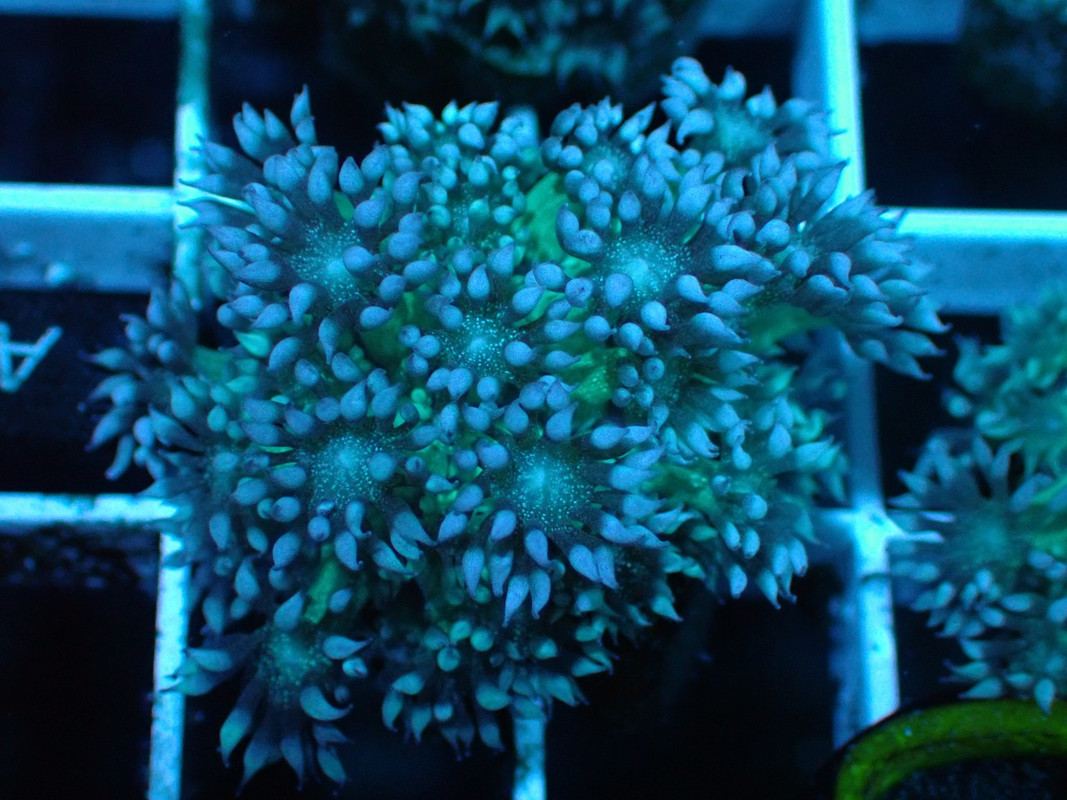 BROAQUA 布魯水族 珊瑚水族零售_照片_20240320_22