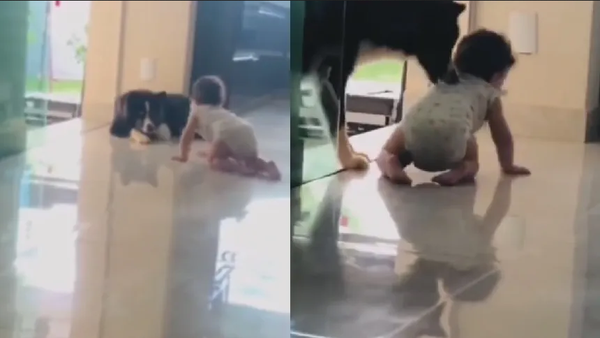 Niñero de 4 patas: Perrito se hace viral por salvar a un bebé de caer por las escaleras