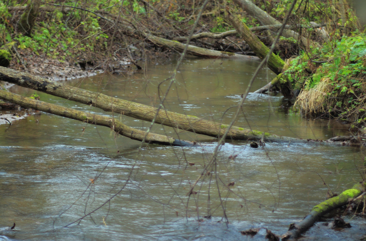 IMG_6663 (2484 x 1638)