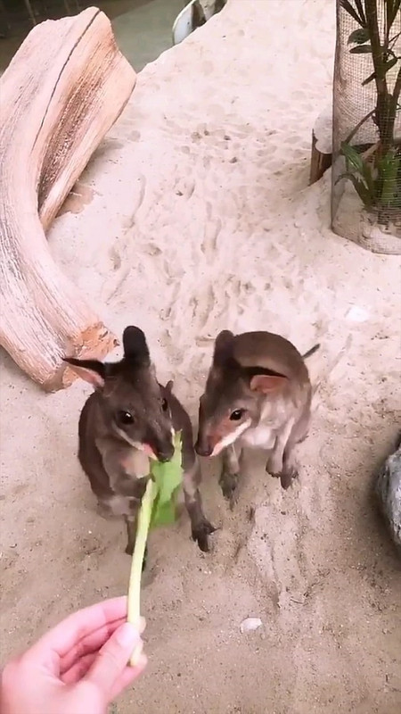Cut Meyriska saat memberi makan hewan di Taman Safari.