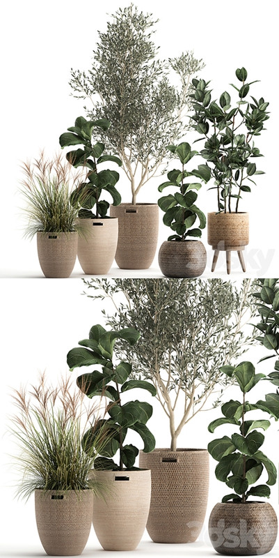 Collection of plants in baskets with indoor Olive tree, Ficus lyrata, elastica, veinik. Set 972.