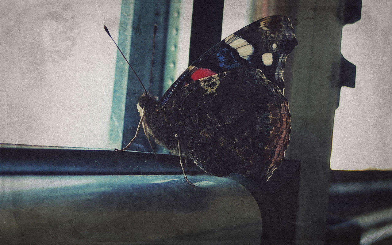 1-1-IMG_20220711_083936α