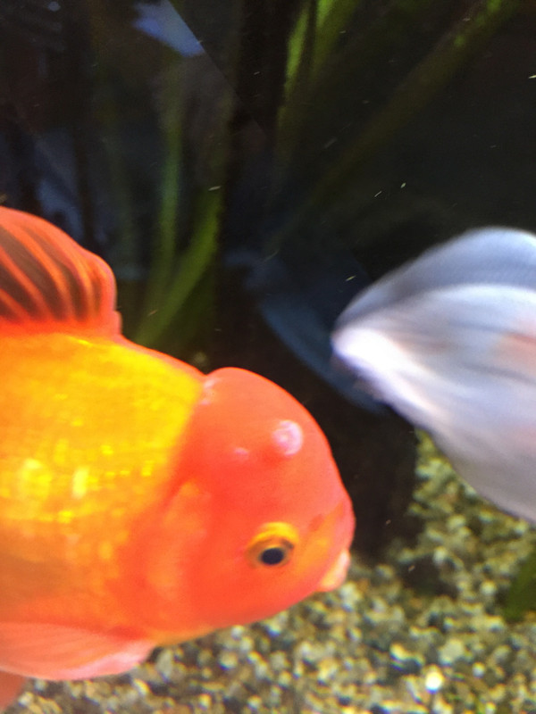 0FEE45C7-426F-438C-BCB5-D7BA13C140AC