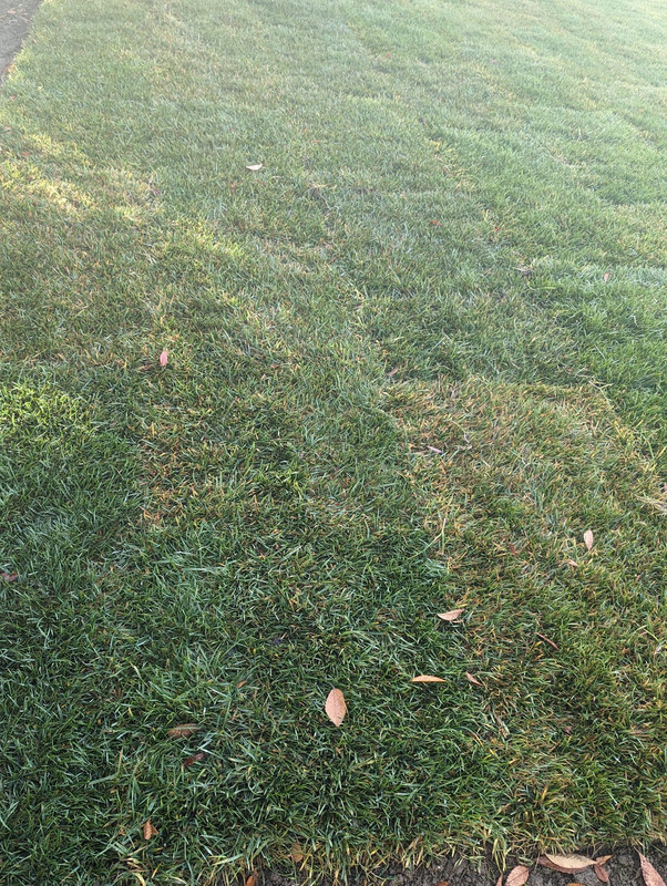 Is the new sod turning yellow? r/lawncare