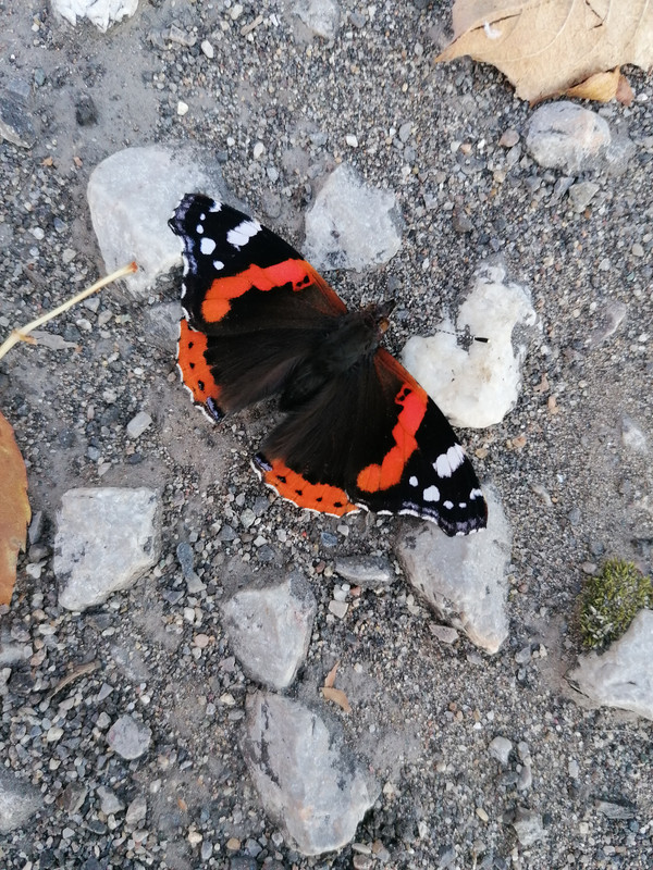 IMG-20221020-175043.jpg