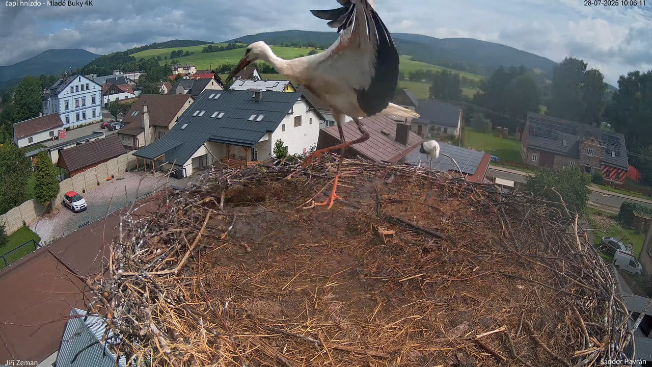 Živá kamera - Mladé Buky - čapí hnízdo 4K 13-24-7 screenshot