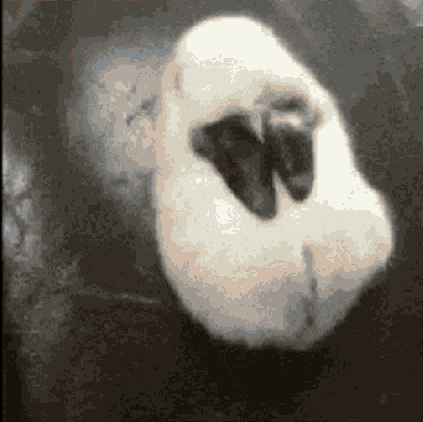 image0.gif