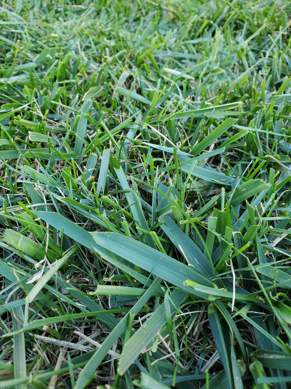 Odd wide blade grass? Lawn Care Forum