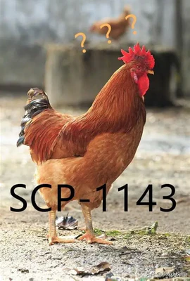 1143_SCP.webp