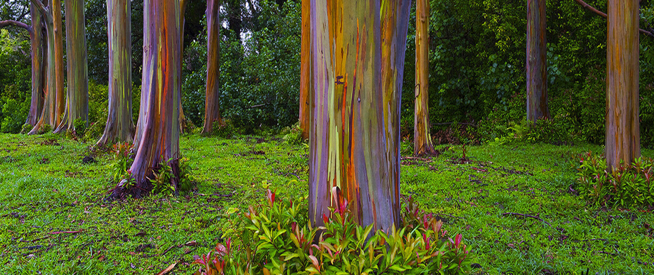 Rainbow-Eucalyptus-Trees-Hawaii-SLIDER