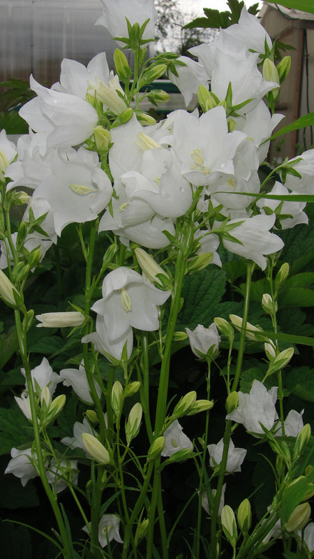 колокольчик персиколистный  белый