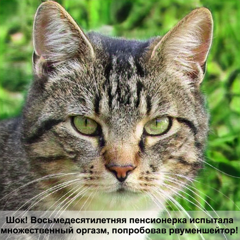 как правильно подстригать когти кошке