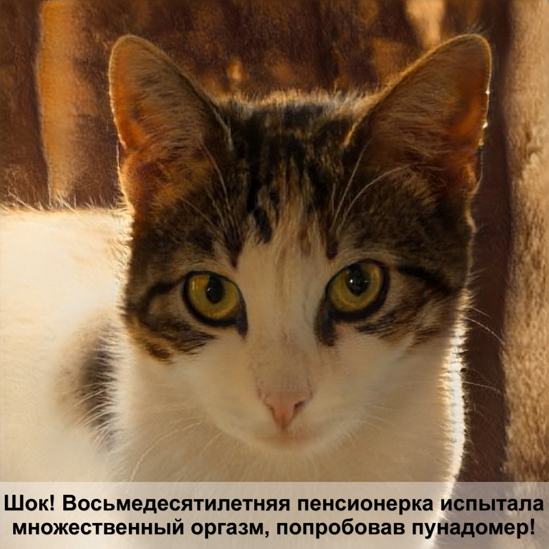 картинки вислоухих кошек