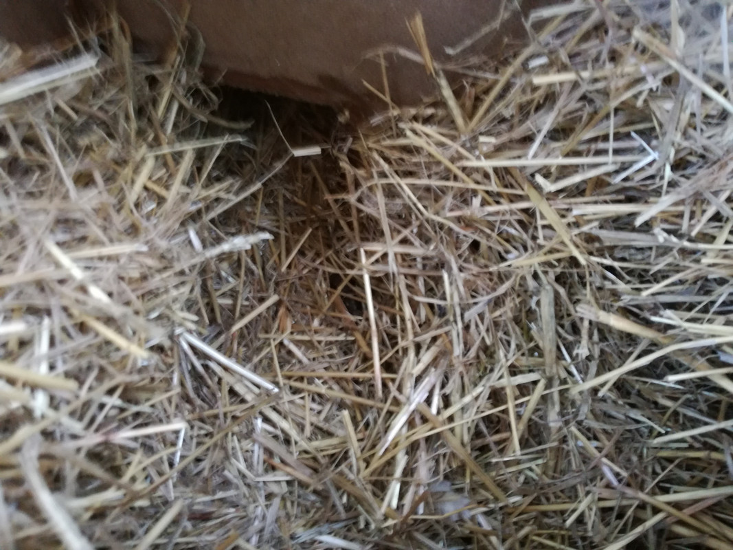 Průlez z chodbičky .