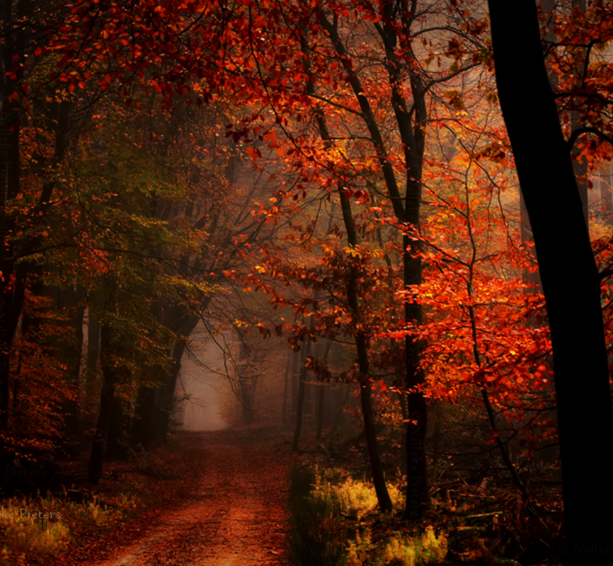 dark-autumn-by-nelleke-d8tbosc.png