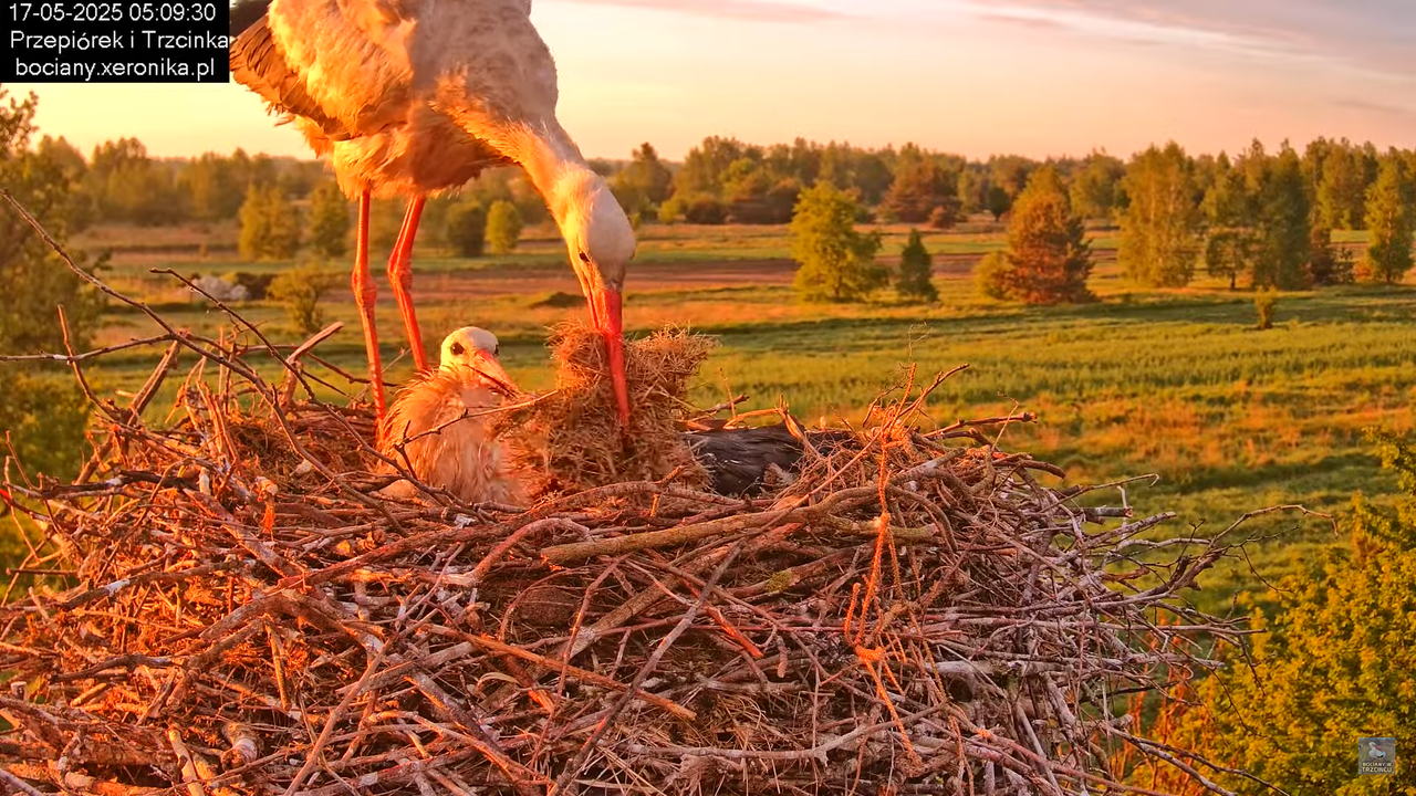 17052025bociany5