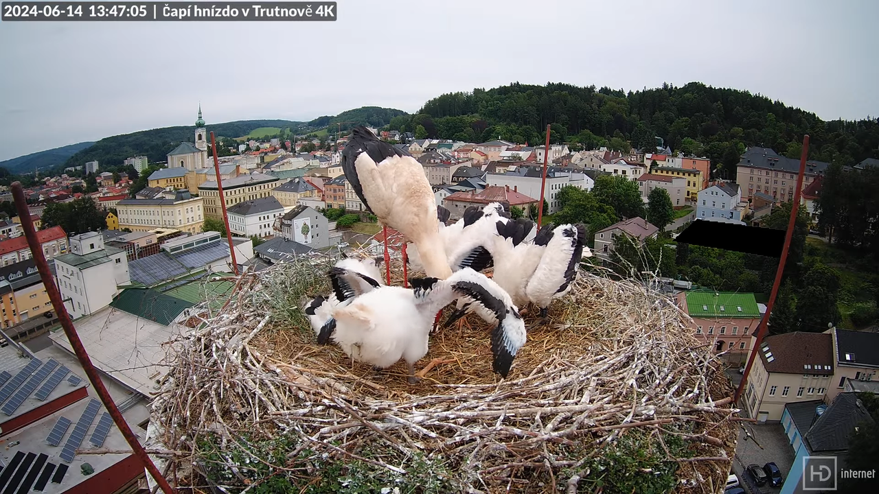 Tiešraidē no stārķa ligzdas uz alus darītavas skursteņa Trutnovā 10-50-15 screenshot