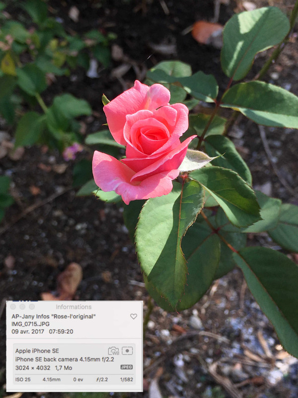 Rose p-d-v iPhone original