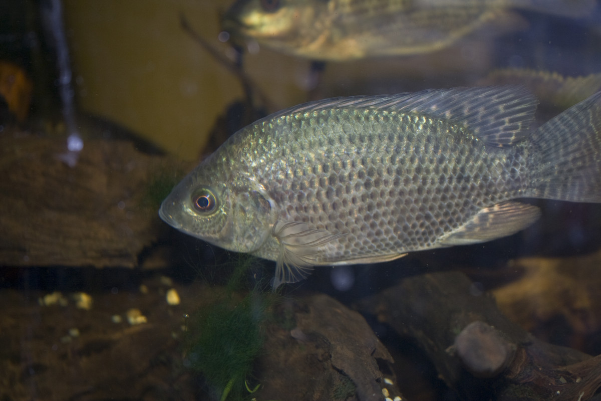 Oreochromis sp.(f)01