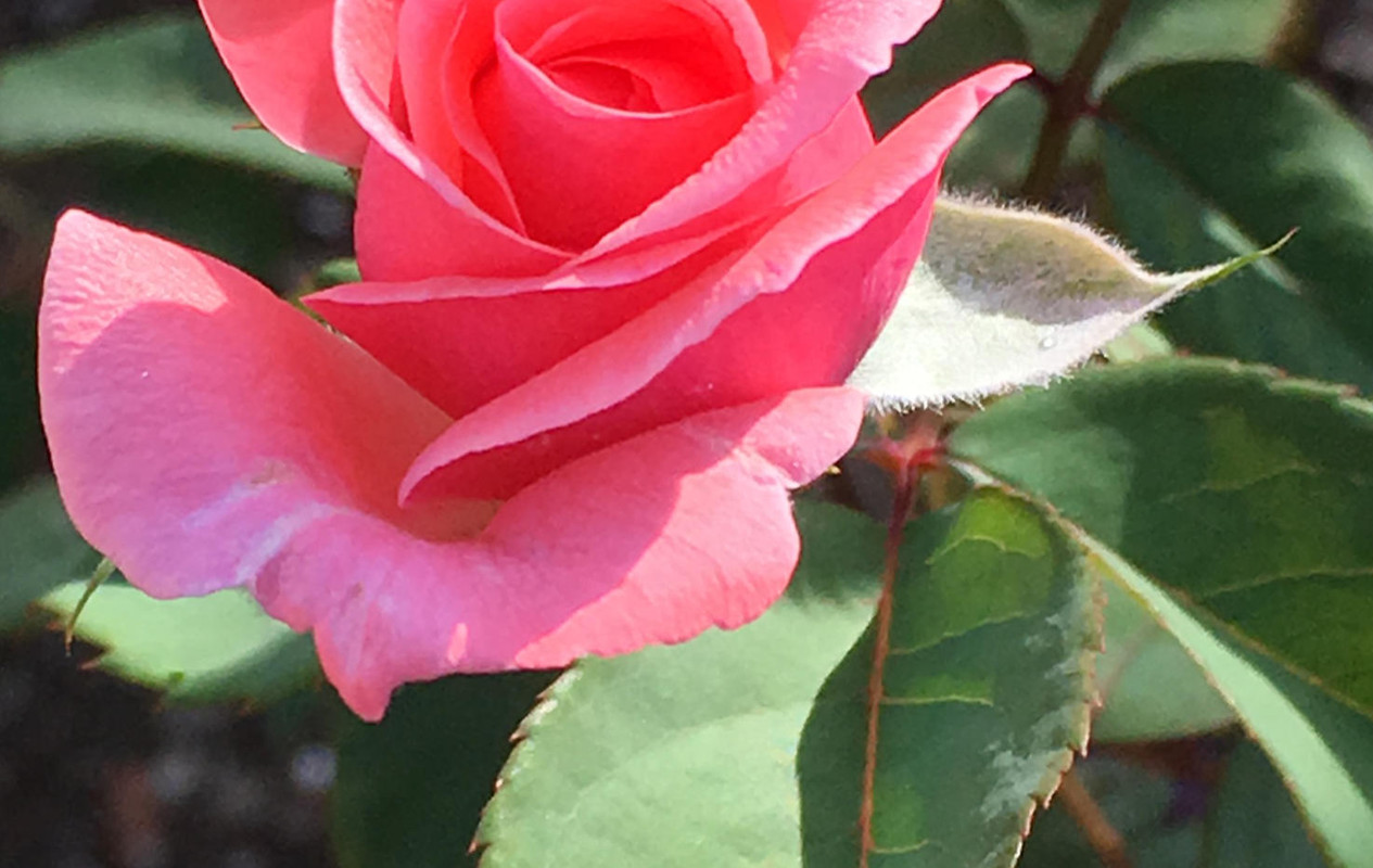 Agrand Rose d'après iPhone