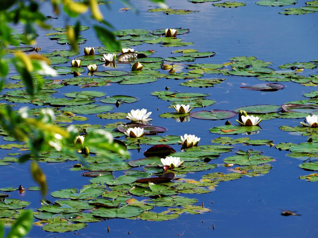 Красота и благоустройство озеро с кувшинками на воде