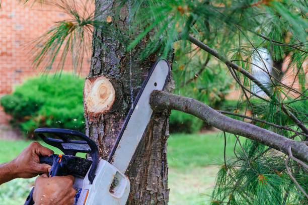 Tree Service San Francisco