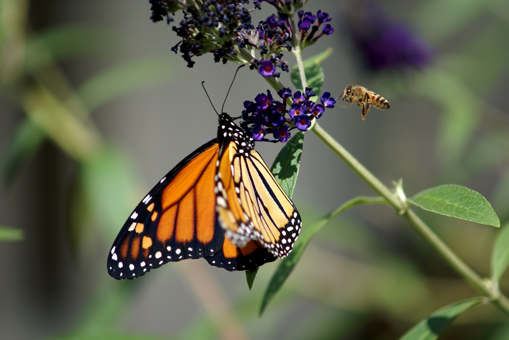 butterfly-sharing-a-flower_4963256955_o