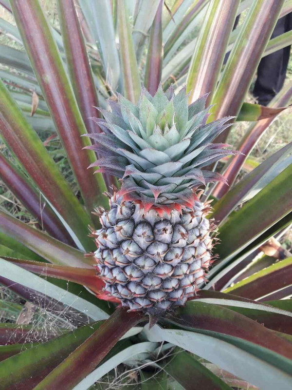 IMG-4ea096f59c4a0151263215af5eda998f-V-1