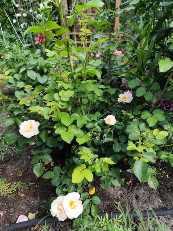 IMG_20250616_153715 (Copy)