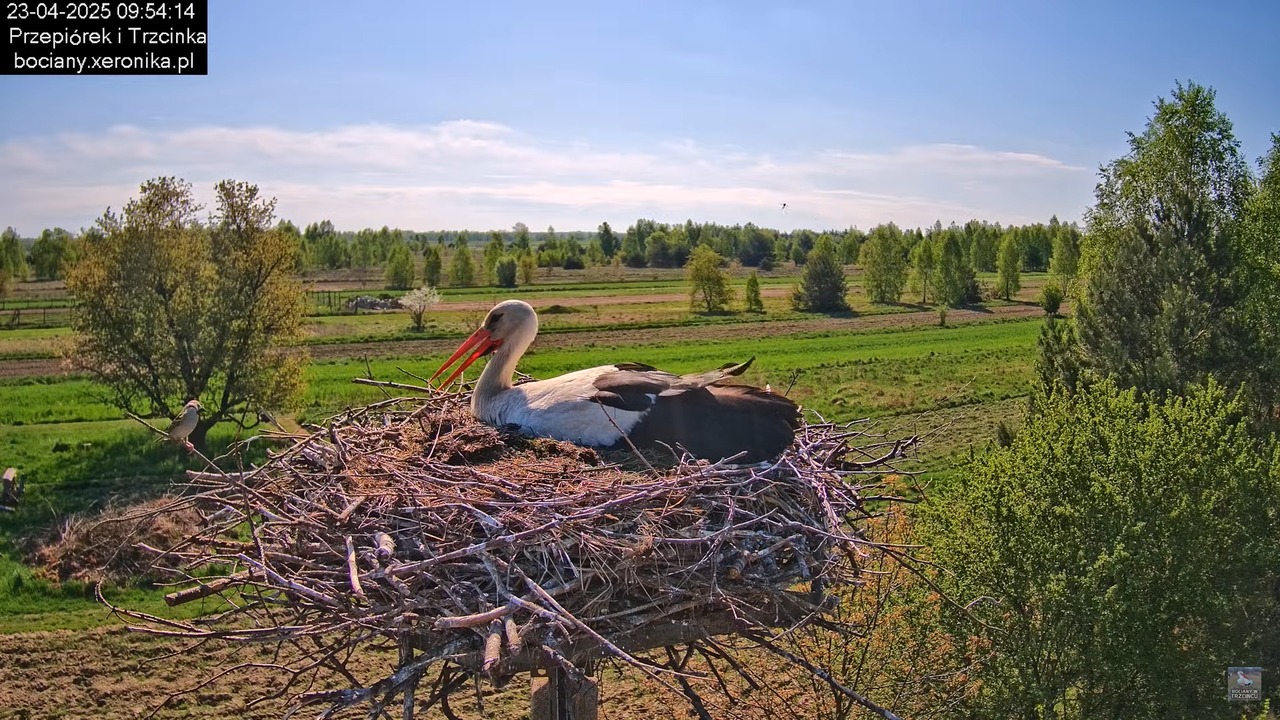 23042025bociany7