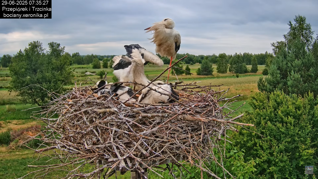 29062025bociany22