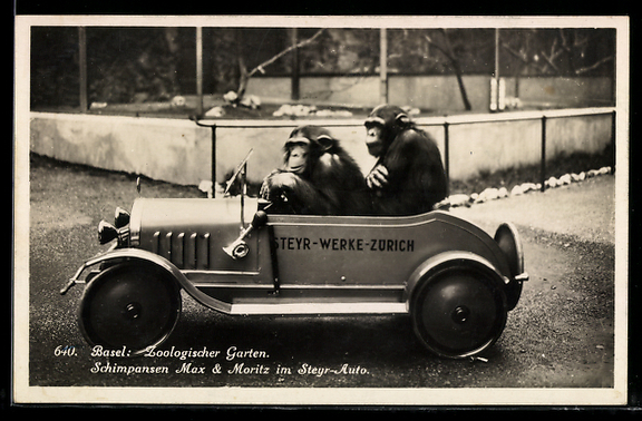 AK Basel Zoo Zwei Schimpansen in einem Spielzeugauto