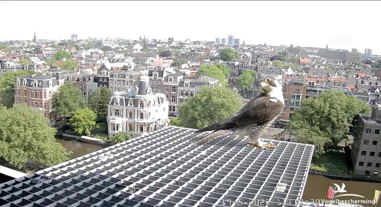 Amsterdam/Rijksmuseum screenshots © Beleef de Lente/Vogelbescherming Nederland - Pagina 3 Video-2022-05-19-111510-Moment-6