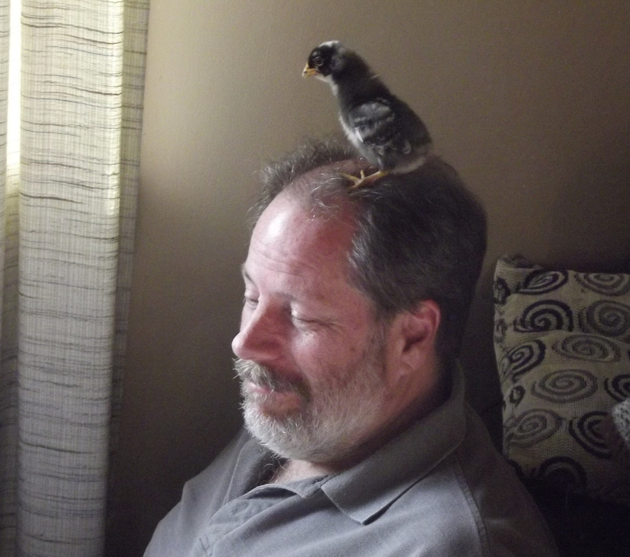 2013-1-25 Chickens (21)