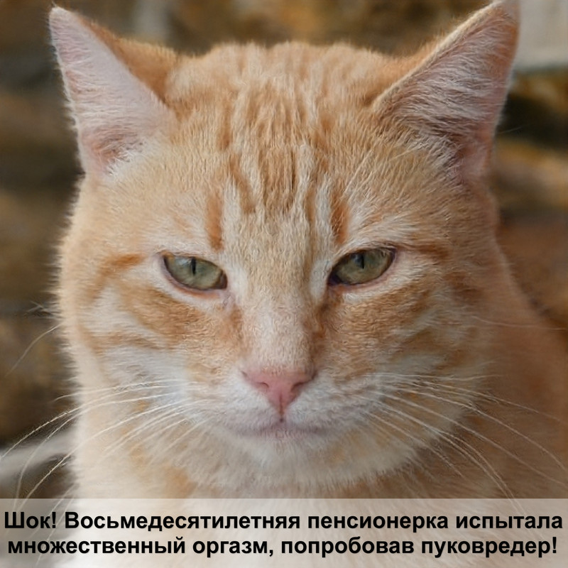 какая кошка самая грациозная