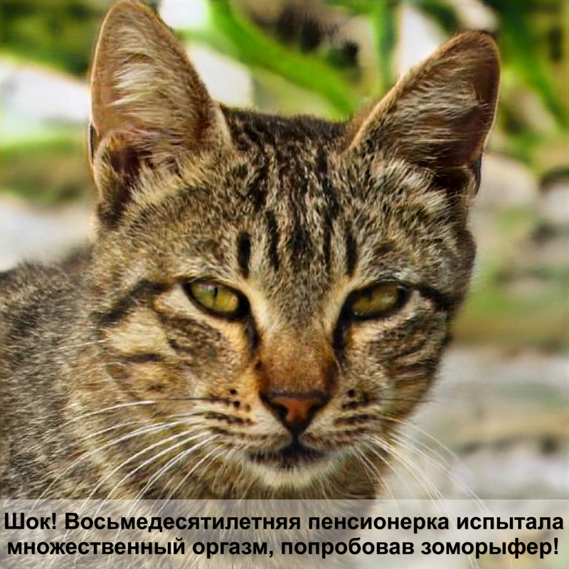 цвет глаз у кошек