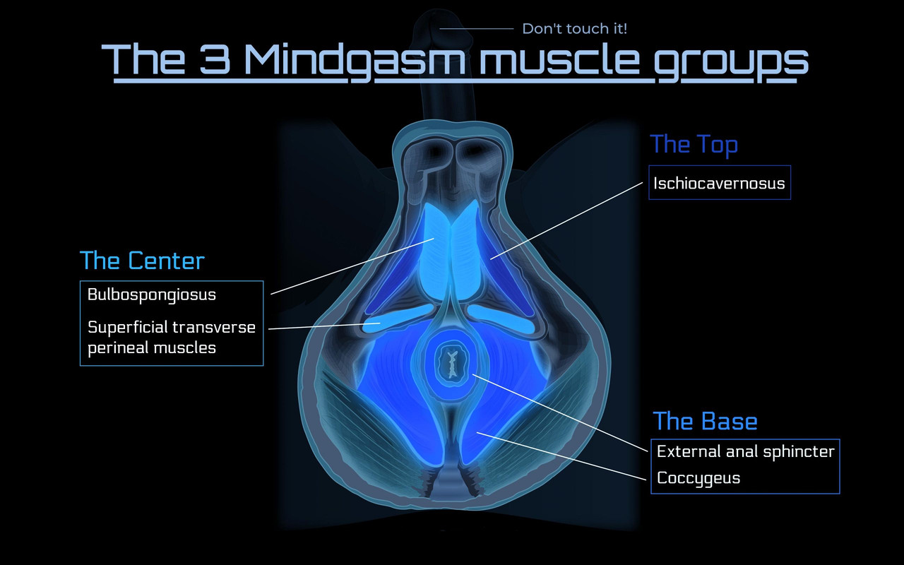The 3 Mindgasm muscle groups2 scaled