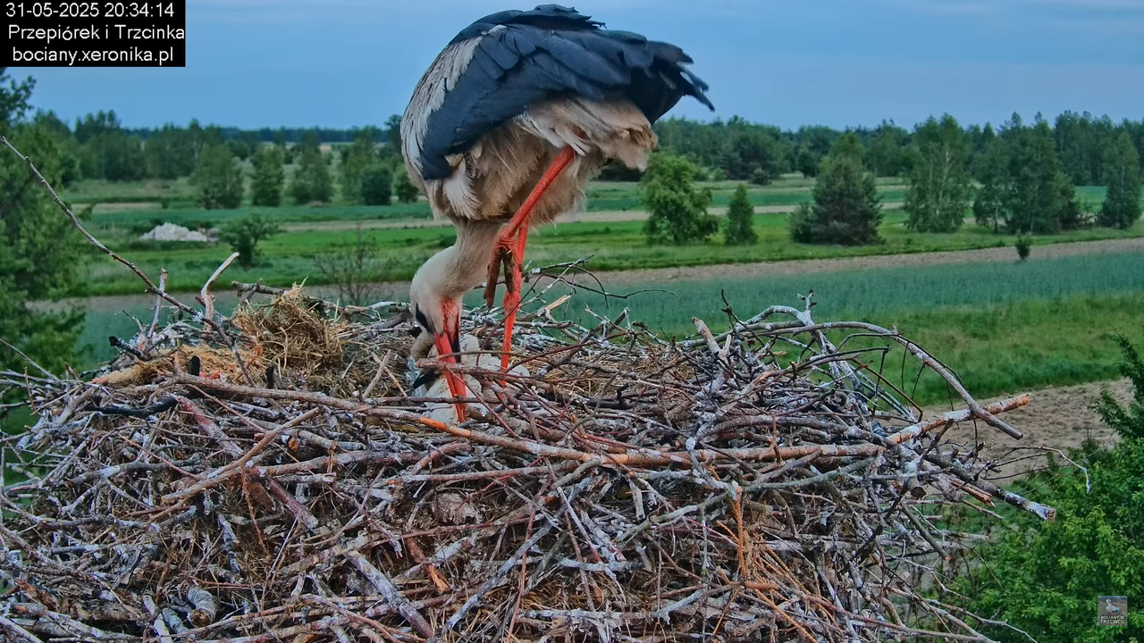 31052025bociany31