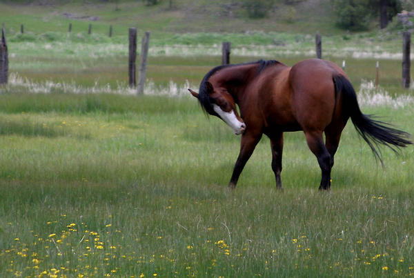 blood-bay-gelding-by-valarian-warrior-d21g1oa-fullview.jpg