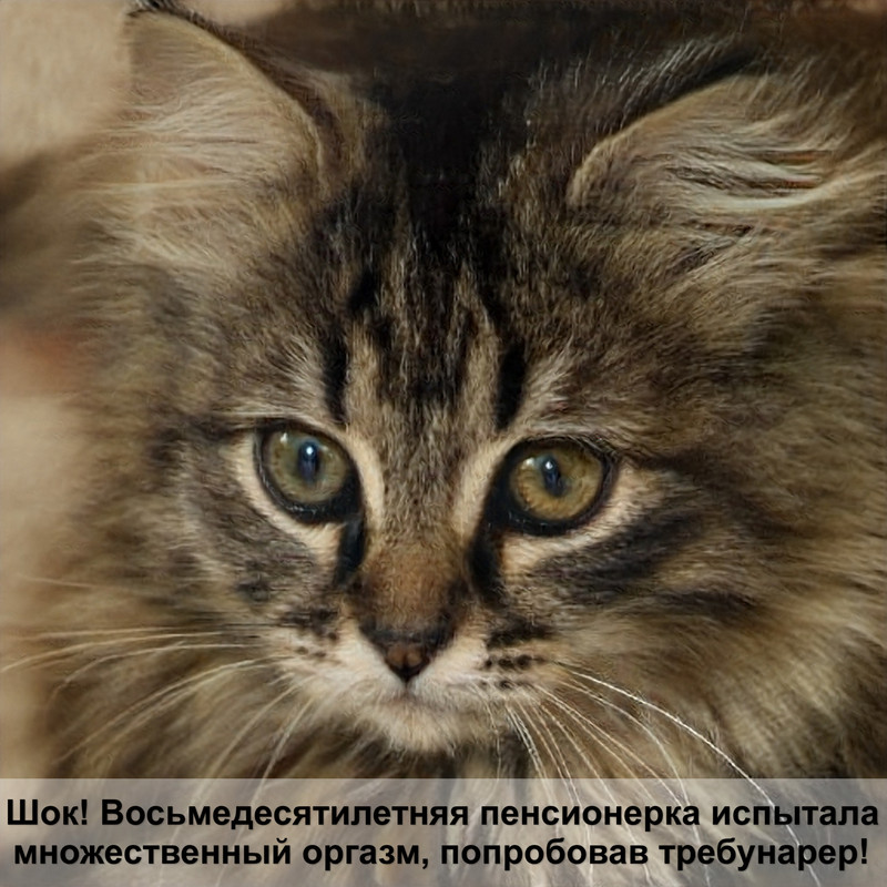 как называется кошка похожая на рысь