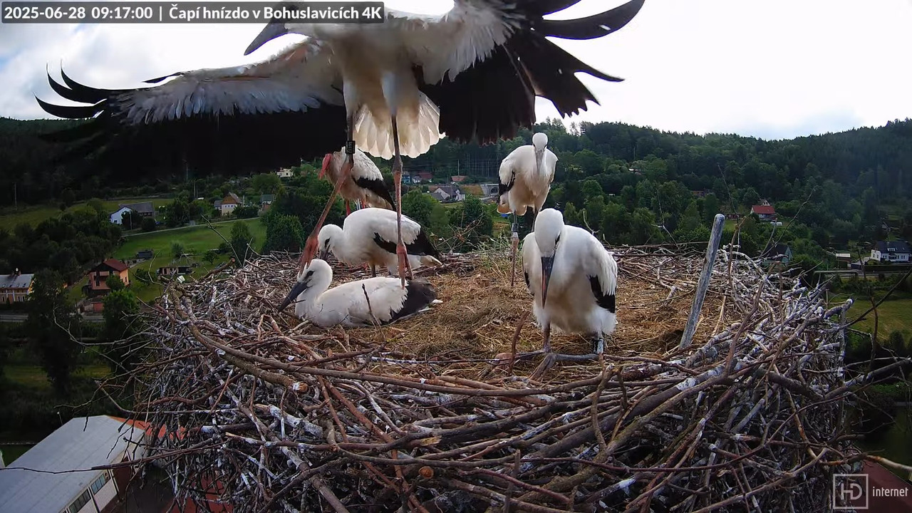 Živě z čapího komína firmy KARA v Bohuslavicích u Trutnova 13-9-22 screenshot (1)