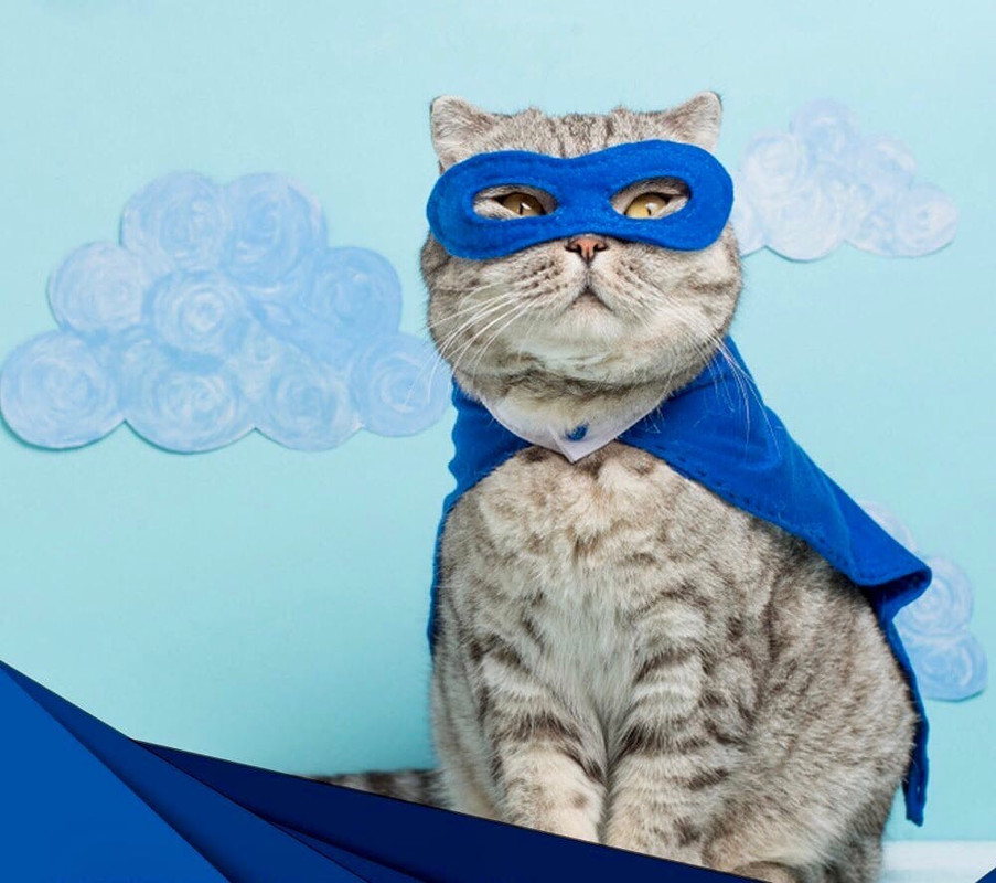 Котэ и синий. Кот Виктор Аэрофлот мемы. Толстый кот Виктор Аэрофлот. Толстый синий кот. Толстый кот Аэрофлот мемы.