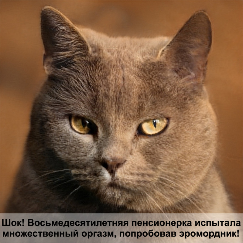 сколько стоит вислоухая кошка