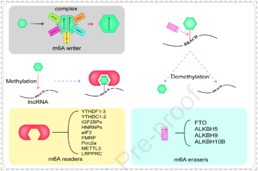 m6A修饰在肿瘤相关lncRNAs的调控和功能中的作用-2.png