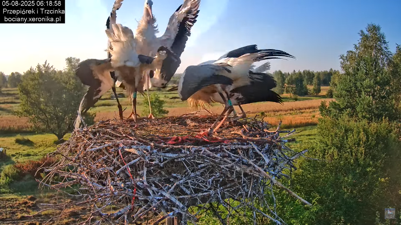 05082025bociany6