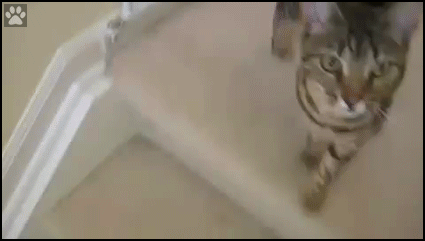 Weird-Cat-GIF-Amazing-and-funny-new-way-of-getting-down-the-stairs-for-lazy-cats.gif